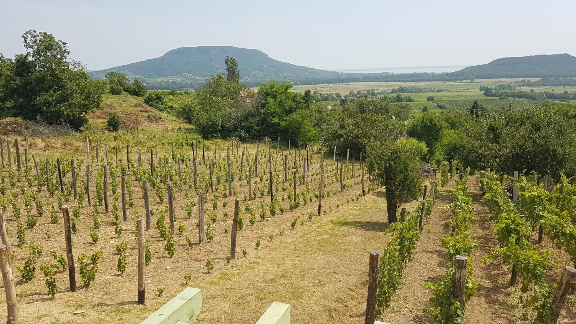 Grand Cru 4 Vendeghaz Βίλα Hegymagas Εξωτερικό φωτογραφία