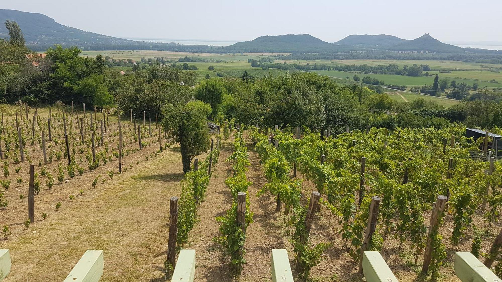 Grand Cru 4 Vendeghaz Βίλα Hegymagas Εξωτερικό φωτογραφία